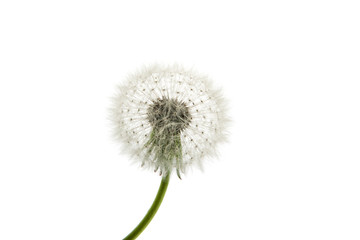 Dandelion close-up. Air beautiful Bud on a light background.