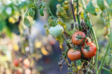 Dried tomatoes. Bad harvest
