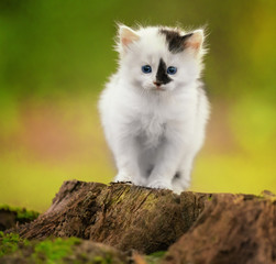 Kittens on a tree stump