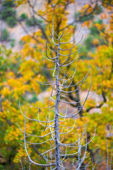 bare tree, growing near the forest on a  autumn day