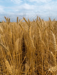 Ripe wheat. Harvest of bread. Ears. Wheat in the south of Russia, Stavropol Territory. A large species of ears.