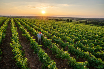 Top view. A winegrower in his vines at sunset