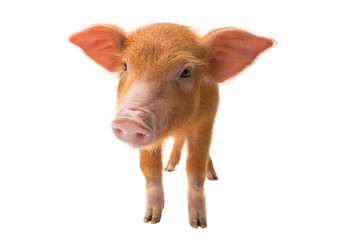 Fototapeta premium piglet isolated