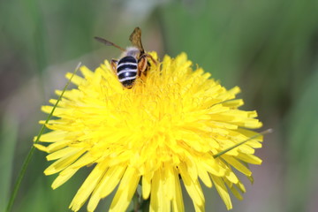 bee on dandelion
