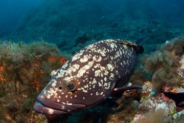 Mérou, grouper