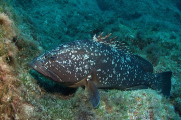 Mérou, grouper