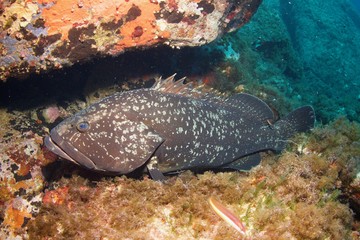 Mérou, grouper