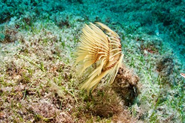 Ver de mer, seaworm