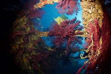 Fototapeta na wymiar Corail rouge, red coral