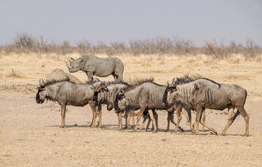 Fototapeta premium Blue Wildebeest