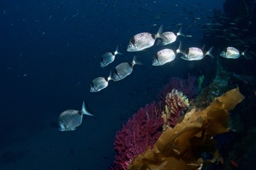 Sar à tête noir, Two-banded sea bream