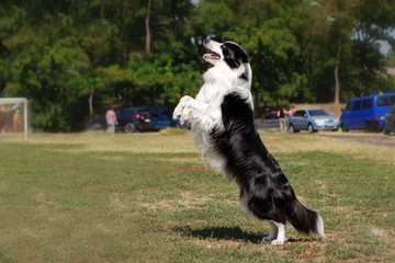 Naklejka na ściany i meble Border Collie Dog does tricks in the park