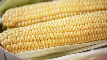 The cob of ripe cut corn sugar lies in a wicker basket. Yellow corn kernels.