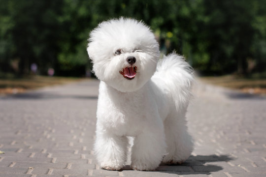 bichon frise puppy cute portrait walk