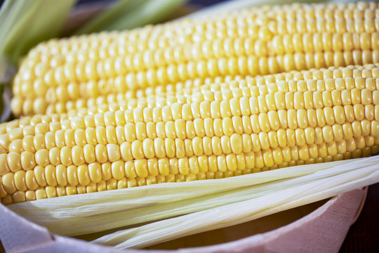 The cob of ripe cut corn sugar lies in a wicker basket. Yellow corn kernels.
