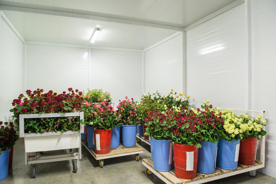 Fototapeta flowers in the big cold storage room