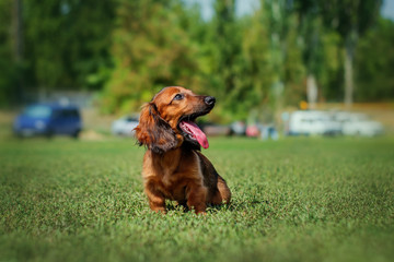 funny dachshund puppy cute yawning on a green lawn