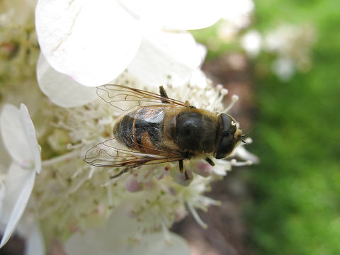 Tafano Photos Royalty Free Images Graphics Vectors Videos Adobe Stock