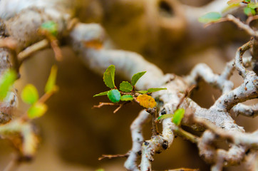 Empty quiet peaceul mountain horizon view of lake forest tree top of hill for zen meditation mind body soul spirit retreat with water fall
