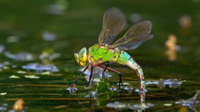 Emperor dragonfly laying eggs