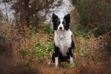 border collie dog portrait sitting in a clearing in an autumn forest