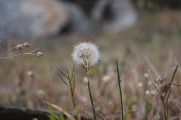 Diente de leon (Taraxacum officinale)