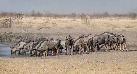 Blue Wildebeest