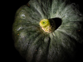 Big green pumpkin in the dark