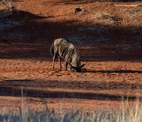 Blue Wildebeest Dust Bath