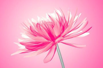 x-ray image of a flower isolated on pink , the Dahlia