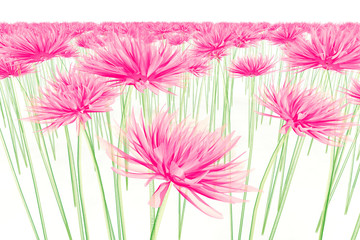 x-ray image of a flower isolated on white , the Dahlia