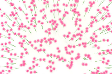 x-ray image of a flower isolated on white , the Dahlia