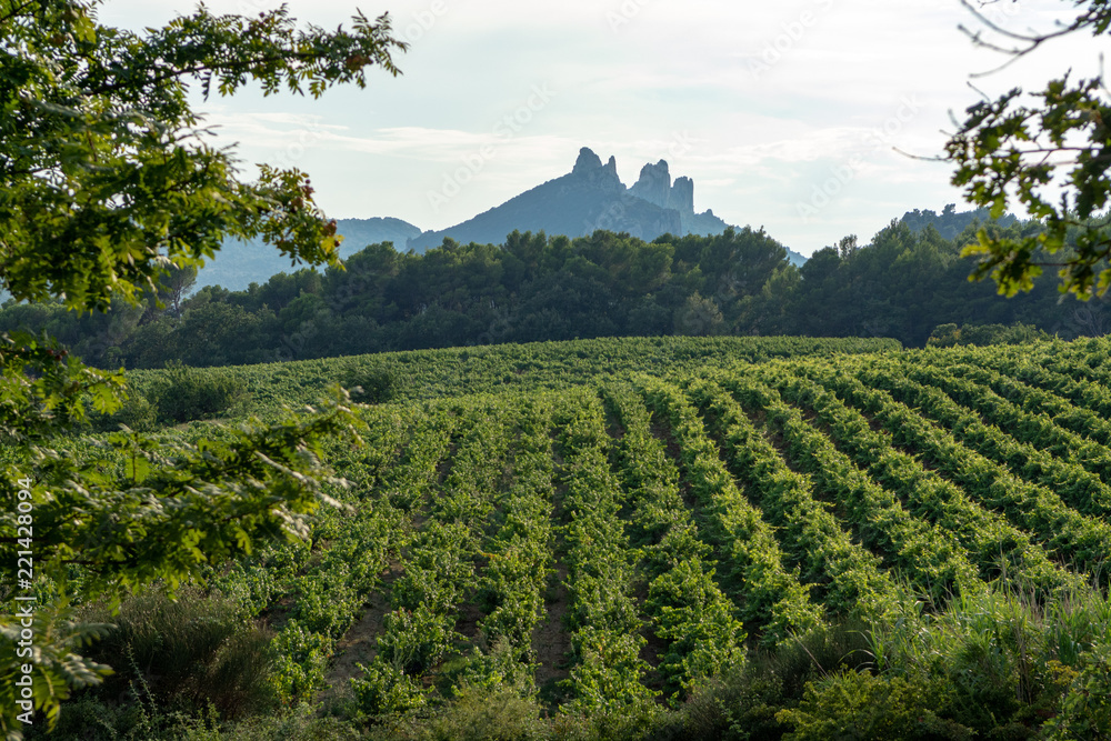 Wall mural French red  AOC wine grapes plant, new harvest of wine grape in France, Vaucluse, Gigondas domain or chateau vineyard Dentelles de Montmirail