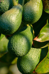 Seasonal harvest of green orgaic avocado, tropical green avocadoes riping on big tree