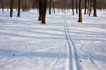 Spring trails in the park. A thin layer of snow, frost, but the bright sun - March.