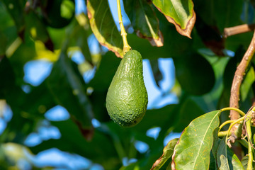 Seasonal harvest of green orgaic avocado, tropical green avocadoes riping on big tree