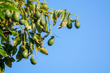 Seasonal harvest of green orgaic avocado, tropical green avocadoes riping on big tree copy space
