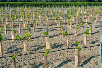 Young plants of French red and rose wins grapes plantation in France on domain or chateau vineyard...