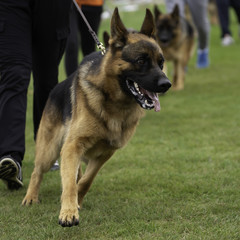 German shepherds during demonstration at an exhibition of dogs
