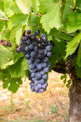 French red and rose wine grapes plant, first new harvest of wine grape in France, Costieres de...