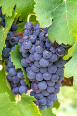 French red and rose wine grapes plant, first new harvest of wine grape in France, Costieres de Nimes AOP domain or chateau vineyard close up