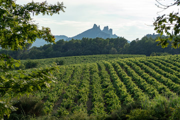 Fototapeta na wymiar French red AOC wine grapes plant, new harvest of wine grape in France, Vaucluse, Gigondas domain or chateau vineyard Dentelles de Montmirail