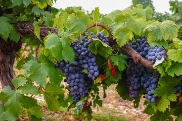 French red and rose wine grapes plant, first new harvest of wine grape in France, Costieres de...
