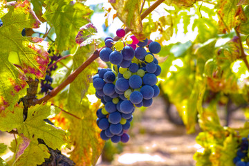 French red and rose wine grapes plant, growing on ochre mineral soil, new harvest of wine grape in France, Vaucluse Luberon AOP domain or chateau vineyard close up