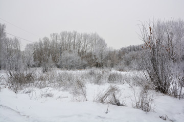 Snowy winter birch and pine forest on the North of Russia. 