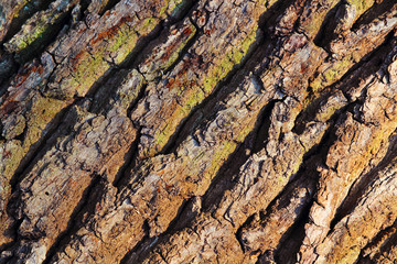 Texture of the bark of a tree, oak. On the bark there is green moss. Autumn background. Colorful background. The concept of environmental protection. Selective focus, top view, layout, space for text.