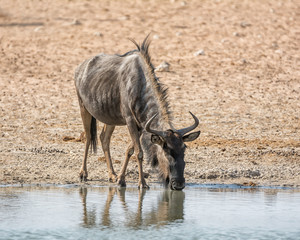Blue Wildebeest
