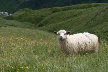 Fototapeta premium Sheep in mountain