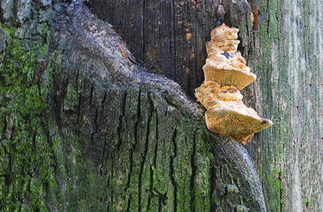 Texture of the bark of a tree, oak. The bark is damaged, there is green moss on it. Autumn...