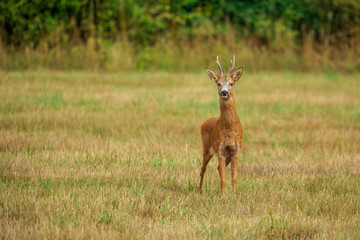 Fototapeta premium Nyfiken rådjursbock på en åker